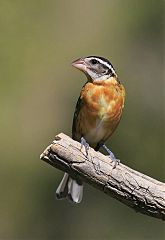 Black-headed Grosbeak